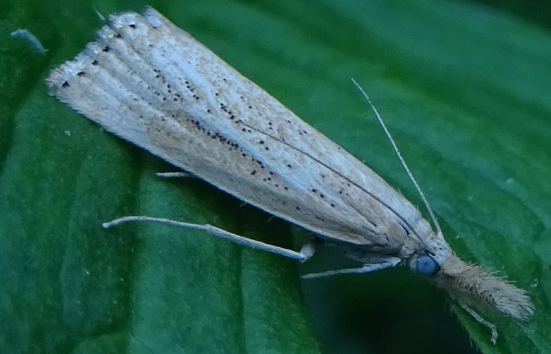 Agriphila straminella ?